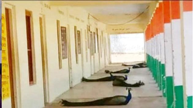 A picture of peacocks practicing social distancing, sitting majestically in a government school in Rajasthan at equal distance from each other has gone viral.