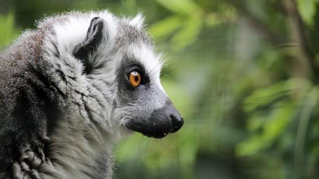 Stink Flirting Heres How Male Ring Tailed Lemurs Attract Mates Hindustan Times 