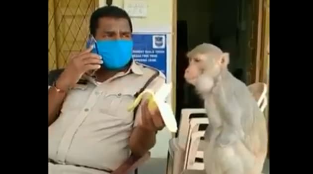 Cop Feeds Banana To Monkey With No Hands Watch Heartening Video Trending Hindustan Times