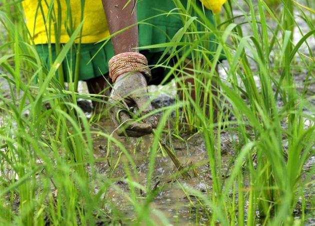 According to PAU, as weather is sweltering during June and evaporation is also high, the delayed first irrigation under this technique saves lot of water. (HT file photo) According to PAU, as weather is sweltering during June and evaporation is also high, the delayed first irrigation under this technique saves lot of water. (HT file photo)