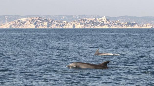 Dolphins swimming in the Mediterranean Sea at the Calanques National Park, off the coast of France, on March 19, 2020. Fishing vessels are tied up at ports around the world and the biggest buyers --restaurants and hotels -- of seafood have closed their doors, presenting a unique opportunity for fish stocks to rebound. (Lionel Laso / Parc national des Calanques / AFP) Dolphins swimming in the Mediterranean Sea at the Calanques National Park, off the coast of France, on March 19, 2020. Fishing vessels are tied up at ports around the world and the biggest buyers --restaurants and hotels -- of seafood have closed their doors, presenting a unique opportunity for fish stocks to rebound. (Lionel Laso / Parc national des Calanques / AFP)