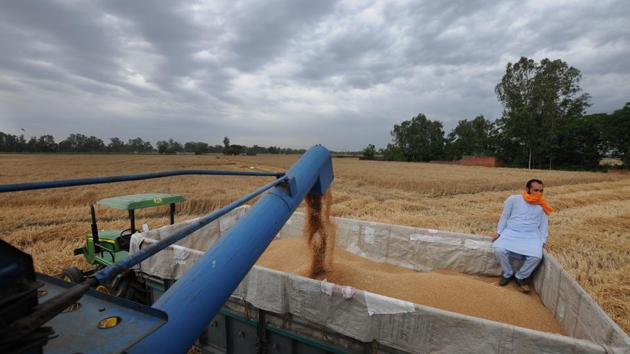 A farmer harvesting his wheat crop as Jalandhar withnesses overcast sky on Friday. (Pardeep Pandit/HT) A farmer harvesting his wheat crop as Jalandhar withnesses overcast sky on Friday. (Pardeep Pandit/HT)