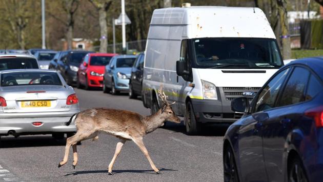 A van yields right of way to a fallow deer crossing the road in Harold Hill, London on April 4, 2020, as nature takes advantage of life in England during its nationwide lockdown. (Ben Stansall / AFP) A van yields right of way to a fallow deer crossing the road in Harold Hill, London on April 4, 2020, as nature takes advantage of life in England during its nationwide lockdown. (Ben Stansall / AFP)