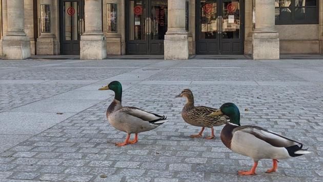 Ducks on a stroll in front of the Comedie Francaise, Place Colette in Paris on April 2, 2020 during France’s strict lockdown to stop the spread of COVID-19. (Hassan Ayadi / AFP) Ducks on a stroll in front of the Comedie Francaise, Place Colette in Paris on April 2, 2020 during France’s strict lockdown to stop the spread of COVID-19. (Hassan Ayadi / AFP)