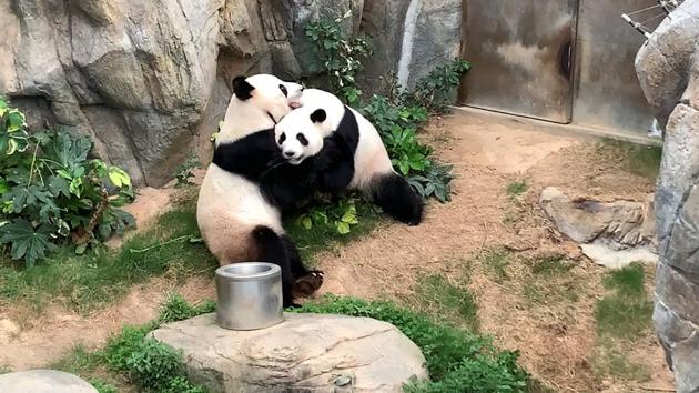 Giant pandas Ying Ying and Le Le at Ocean Park in Hong Kong on April 6, 2020. Stuck at home with no visitors and not much else to do, the pair of pandas in Hong Kong finally decided to give mating a go after a decade of dodging the issue. (Ocean Park Hong Kong / AFP) Giant pandas Ying Ying and Le Le at Ocean Park in Hong Kong on April 6, 2020. Stuck at home with no visitors and not much else to do, the pair of pandas in Hong Kong finally decided to give mating a go after a decade of dodging the issue. (Ocean Park Hong Kong / AFP)
