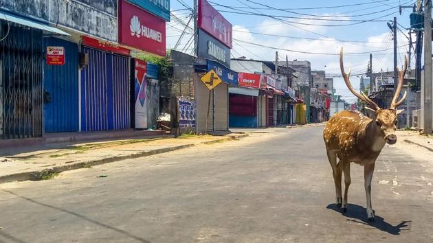A wild deer, from a herd habituated to the local population, roams on a deserted street in the port city of Trincomalee, Sri Lanka on March 31, 2020. With people indoors and restaurants to forage from shut, lockdown also means risks of food scarcity for animals used to being fed by humans. (AFP) A wild deer, from a herd habituated to the local population, roams on a deserted street in the port city of Trincomalee, Sri Lanka on March 31, 2020. With people indoors and restaurants to forage from shut, lockdown also means risks of food scarcity for animals used to being fed by humans. (AFP)