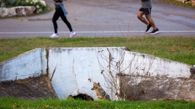 People jog on a path near a jackal at Hayarkon Park in Tel Aviv, Israel on April 10, 2020. With Tel Aviv in lockdown due to the pandemic and the park, like most of the city, nearly empty, packs of the animal have come into the open, reaching areas where they rarely venture in their search for food. (Oded Balilty / AP) People jog on a path near a jackal at Hayarkon Park in Tel Aviv, Israel on April 10, 2020. With Tel Aviv in lockdown due to the pandemic and the park, like most of the city, nearly empty, packs of the animal have come into the open, reaching areas where they rarely venture in their search for food. (Oded Balilty / AP)