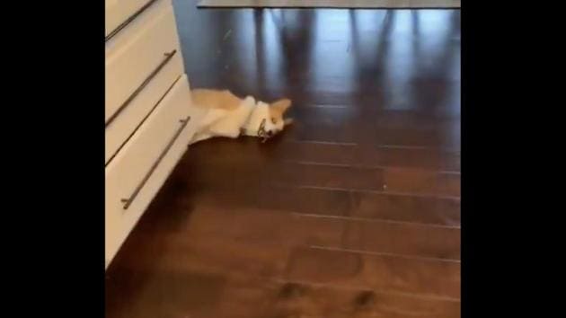 The image shows the dog peeking from behind the kitchen counter. (Twitter/@RexChapman) The image shows the dog peeking from behind the kitchen counter. (Twitter/@RexChapman)