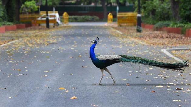 India is currently observing the second phase of national lockdown which will be in effect till May 3 (HT Photo/Mohd Zakir) India is currently observing the second phase of national lockdown which will be in effect till May 3 (HT Photo/Mohd Zakir)