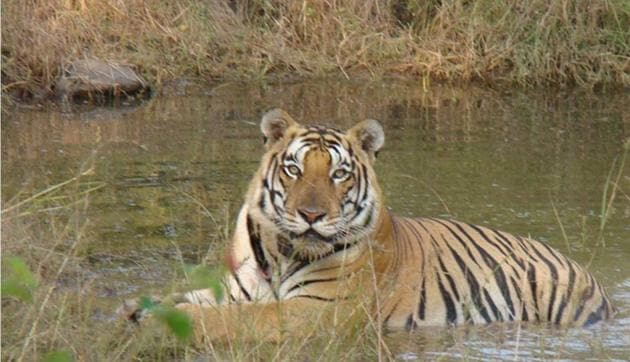 The Wildlife Institute of India believes that data from the app can help in wildlife conservation and management in the long run. (HT FILE PHOTO) The Wildlife Institute of India believes that data from the app can help in wildlife conservation and management in the long run. (HT FILE PHOTO)