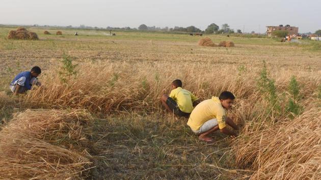 Farmers at work during wheat harvesting season, in Patna, Bihar on Thursday. (Santosh Kumar/HT Photo) Farmers at work during wheat harvesting season, in Patna, Bihar on Thursday. (Santosh Kumar/HT Photo)