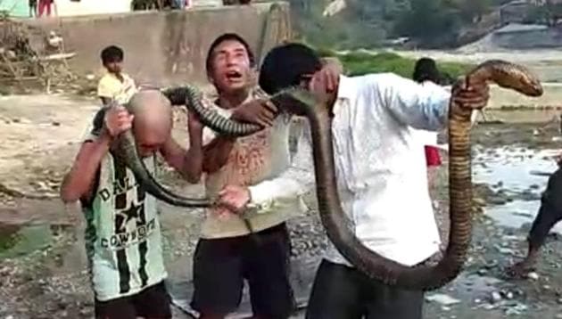 Three men at Naharlagun in Arunachal Pradesh show off a king cobra they killed on Saturday.(HT PHOTO)