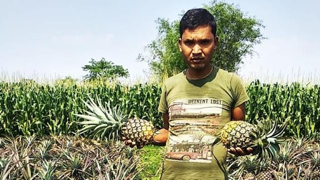 Pineapple growers say thousands of fruit pieces perished in last few weeks because of no movement is allowed during Covid-19 lockdown. (HT Photo) Pineapple growers say thousands of fruit pieces perished in last few weeks because of no movement is allowed during Covid-19 lockdown. (HT Photo)