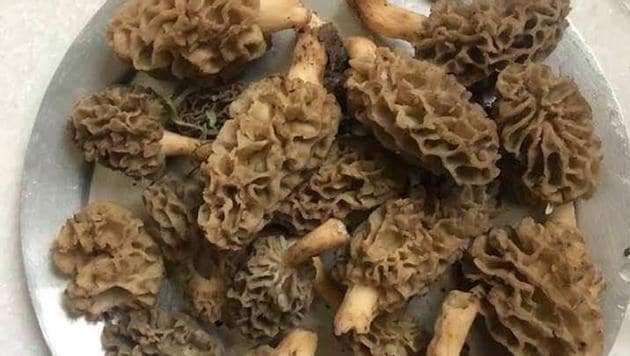 These mushrooms are sold at around ₹20,000 per kg due to their medicinal properties. (HT photo) These mushrooms are sold at around ₹20,000 per kg due to their medicinal properties. (HT photo)