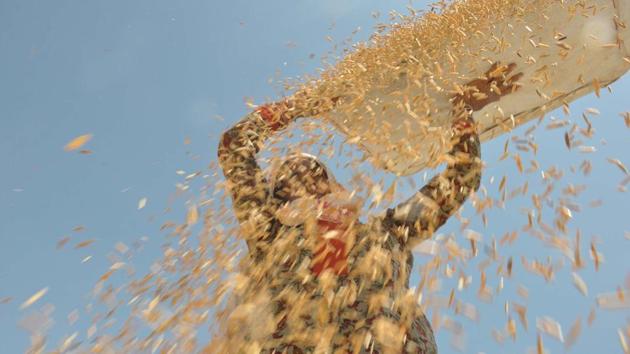 A worker separates rice husk from grain, in Amritsar. Late harvests mean lower yields, reduced returns, and a smaller window to plant next season’s crops, as well as leaving crops vulnerable to rain and hailstorms. (Sameer Sehgal / HT Photo)