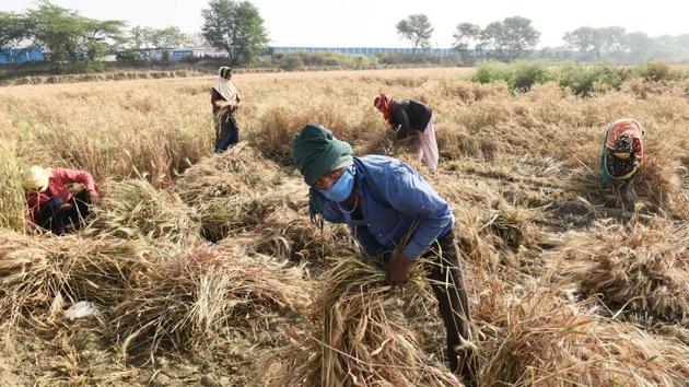 Farm workers harvest wheat crop while wearing face masks and observing social distance as a precautionary measure against coronavirus, near Najafgarh in New Delhi. (Vipin Kumar / HT Photo)