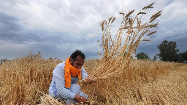 A farm worker harvests wheat crop in a field, on the outskirts of Jalandhar. Wheat harvest in Punjab and Haryana mark the launch of one of the first major economic activities in the period after the 21-day nationwide lockdown due to the coronavirus. (Pardeep Pandit / HT Photo)