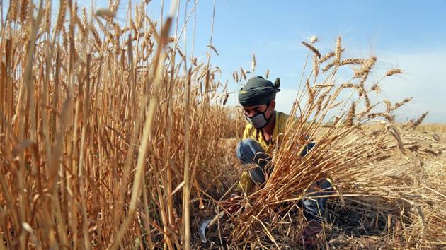 A labourer harvests wheat crop in a field on the outskirts of Jammu on Monday. The Union Territory of Jammu and Kashmir has allowed for only farm activity with select industrial work allowed to resume outside red zones in addition to municipal work. (ANI) A labourer harvests wheat crop in a field on the outskirts of Jammu on Monday. The Union Territory of Jammu and Kashmir has allowed for only farm activity with select industrial work allowed to resume outside red zones in addition to municipal work. (ANI)