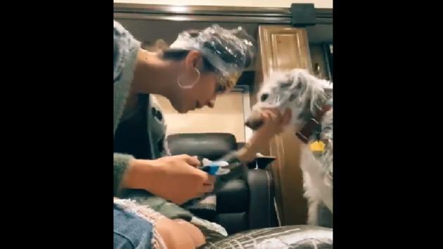 The clip shows the hack one should use to keep their pooches calm.(TikTok/@linds.shelton)