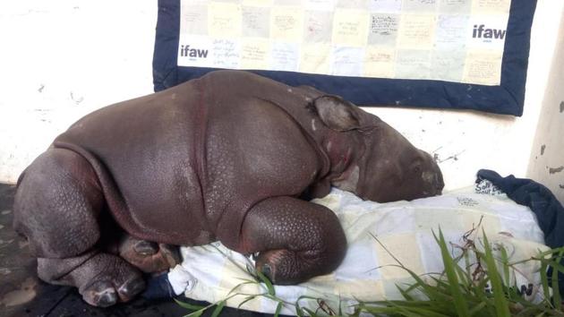The rhino calf was found outside Kaziranga National Park boundary on Sunday. (Kaziranga National Park) The rhino calf was found outside Kaziranga National Park boundary on Sunday. (Kaziranga National Park)