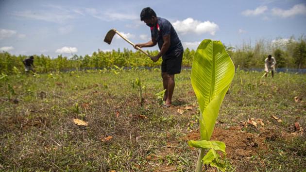 An Indian farmer plants banana plant saplings at a plantain farm at Daranggiri village, west of Gauhati, India.(AP) An Indian farmer plants banana plant saplings at a plantain farm at Daranggiri village, west of Gauhati, India.(AP)
