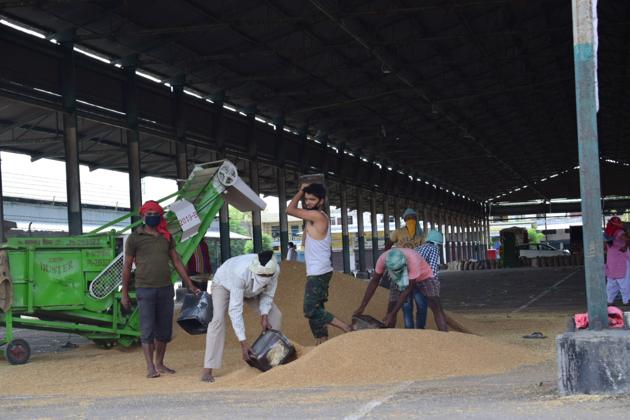 Labourers give a miss to masks, gloves and social distancing at grain market near Jalandhar bypass in Ludhiana on Wednesday.