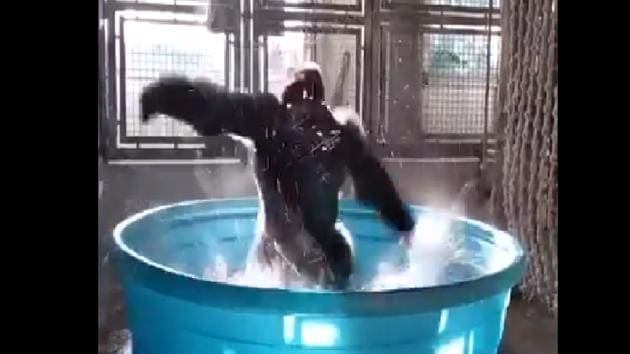 The clip features Zola the gorilla from Dallas zoo.(Twitter/@susantananda3)