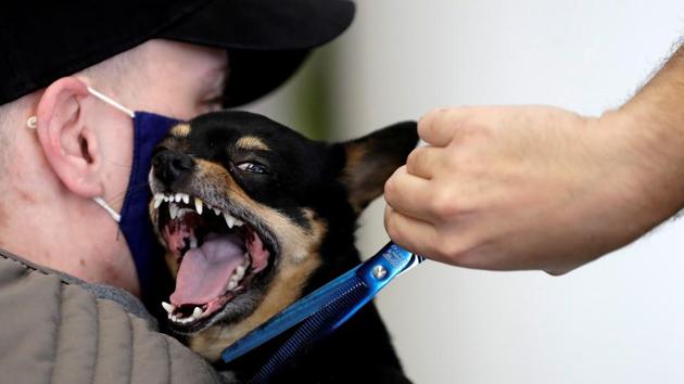 The team is aiming to train the dogs over a six-week period to help provide the “rapid, non-invasive diagnosis” tool.(REUTERS)