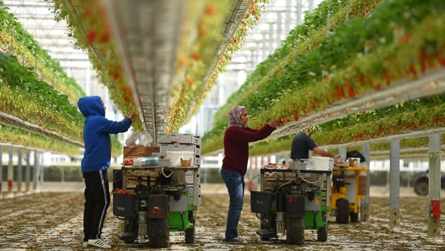 Workers pick strawberries in a farm in Sainte-Livrade-sur-Lot, France, on March 24. (AFP via Getty Images) Workers pick strawberries in a farm in Sainte-Livrade-sur-Lot, France, on March 24. (AFP via Getty Images)