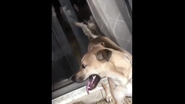 The image shows the dog and the cat. (Screengrab) The image shows the dog and the cat. (Screengrab)