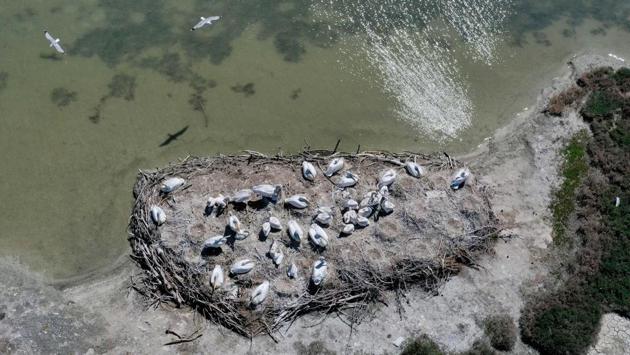 Curly pelicans at their nest in the Karavasta lagoon, part of the Divjake Karavasta National Park. (Gent Shkullaku / AFP)