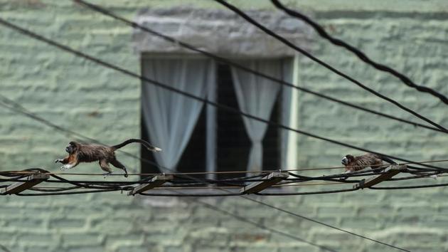 Two silvery-brown Tamarin or Grey Titi monkeys (saguinus leucopus) run along cables in Medellin, Colombia, on April 16 amid an outbreak of the new coronavirus COVID-19. The Tamarin is an endangered species endemic to northern Colombia. (Joaquin Sarmiento / AFP)
