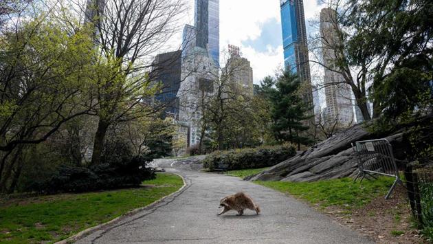 A racoon walks in an almost deserted Central Park in Manhattan, New York City on April 16. Gone are the softball games, horse-drawn carriages and hordes of tourists. In their place, pronounced birdsong, solitary walks and renewed appreciation for Central Park's beauty during New York's coronavirus lockdown. (Johannes Eisele / AFP)