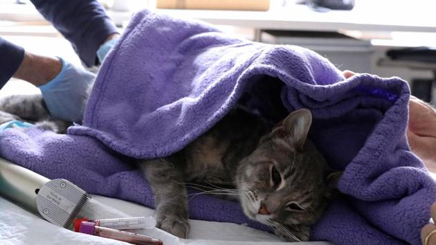 The cats, which had mild respiratory illnesses and are expected to recover, are thought to have contracted the virus from people in their households or neighborhoods. In this photo, 8-year-old Ivy gets treated for other conditions. (REUTERS/Representational Image) The cats, which had mild respiratory illnesses and are expected to recover, are thought to have contracted the virus from people in their households or neighborhoods. In this photo, 8-year-old Ivy gets treated for other conditions. (REUTERS/Representational Image)