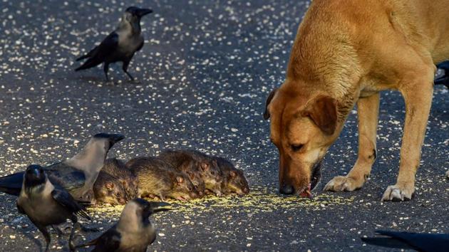 Crows, rats and a stray dog share food left by people on a roadside during the nationwide lockdown to curb the spread of coronavirus in New Delhi on April 22. With fewer cars and people around due to Covid-19 restrictions, the streets present opportunities for spotting rare animal behaviour. (Manvender Vashist / PTI)