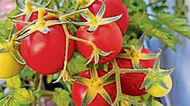 Melito Jenobia’s tomato crop. Melito Jenobia’s tomato crop.