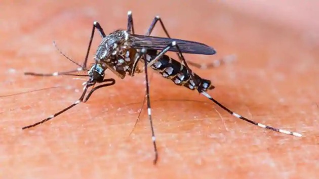 Usually, around this time of the year, field workers (FWs) of civic agencies undertake drives to kill mosquito larvae in drains and ponds. (HT Photo) Usually, around this time of the year, field workers (FWs) of civic agencies undertake drives to kill mosquito larvae in drains and ponds. (HT Photo)
