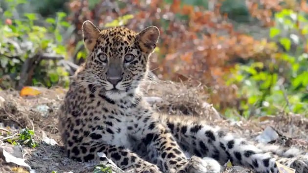 The hind legs of the leopard had been chopped away and its skin, tail, claws and teeth were missing. The carcass was found buried in a forested area in Ahomgaon village. (HT File Photo) The hind legs of the leopard had been chopped away and its skin, tail, claws and teeth were missing. The carcass was found buried in a forested area in Ahomgaon village. (HT File Photo)