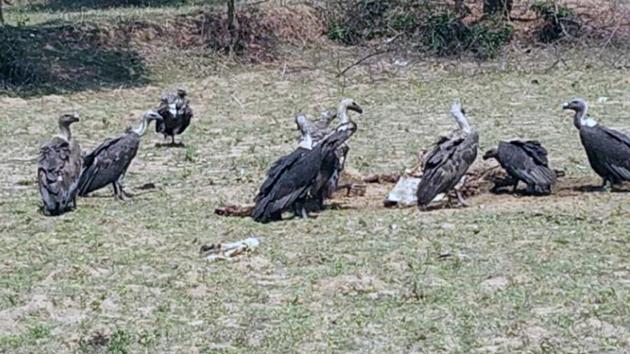 Thirteen other vultures have been rescued and sent to the Centre for Wildlife Rehabilitation and Conservation (CWRC) near Kaziranga National Park. (HT Photo used for representational purpose) Thirteen other vultures have been rescued and sent to the Centre for Wildlife Rehabilitation and Conservation (CWRC) near Kaziranga National Park. (HT Photo used for representational purpose)