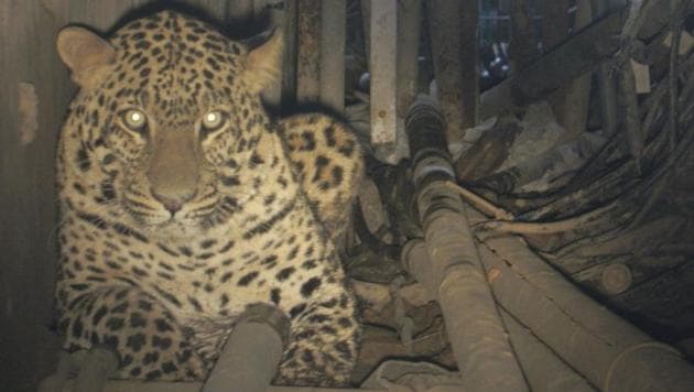 Leopard in a cable pipe under the IAF runway, Chandigarh. The leopard was rescued after an 11-day operation.(Dr MP Singh)