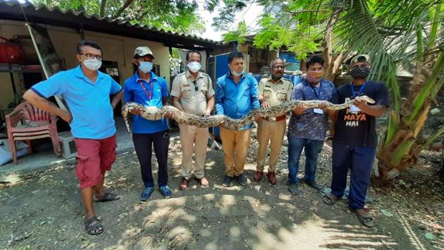 On Friday, an 11-foot-long python, weighing around 20kg, was rescued from Chincholi village on Ambernath-Badlapur pipeline road. (HT Photo) On Friday, an 11-foot-long python, weighing around 20kg, was rescued from Chincholi village on Ambernath-Badlapur pipeline road. (HT Photo)