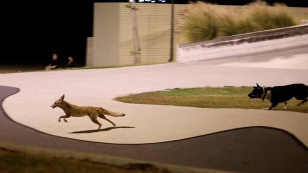 A dog chases a red fox around an empty skate park. (Amir Cohen / REUTERS) A dog chases a red fox around an empty skate park. (Amir Cohen / REUTERS)