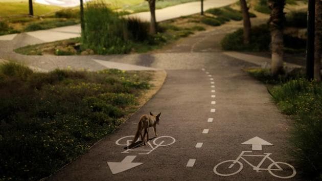 A red fox walks in an empty park in Ashkelon. (Amir Cohen / REUTERS) A red fox walks in an empty park in Ashkelon. (Amir Cohen / REUTERS)