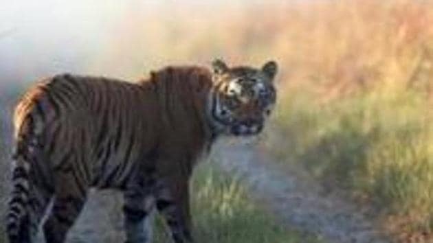 Delhi Zoo officials said that Kalpana, who was the oldest tigress there, fell ill on Tuesday and had stopped eating. She was shifted to an isolation cage for examination, but she died on Wednesday at 6.30 pm.(AP file photo. Representative image)