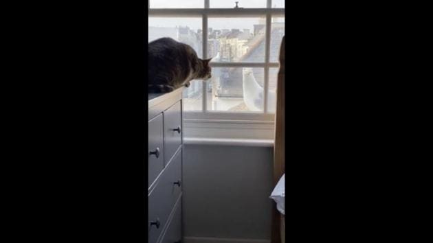 The image shows the cat and the seagull. (Reddit/@RodzRodzRodz) The image shows the cat and the seagull. (Reddit/@RodzRodzRodz)