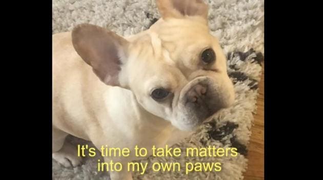Image shows the star of the show, Wallace the French Bulldog. (Instagram/@thestinkpig) Image shows the star of the show, Wallace the French Bulldog. (Instagram/@thestinkpig)