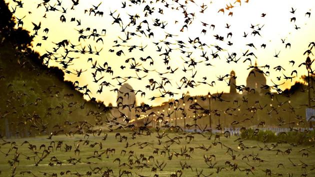 Delhi has the second highest number of bird species in a city after Nairobi (Kenya) where you can sometimes see Marabou Storks nesting on the top of street lights.(Arvind Yadav/HT file photo) Delhi has the second highest number of bird species in a city after Nairobi (Kenya) where you can sometimes see Marabou Storks nesting on the top of street lights.(Arvind Yadav/HT file photo)