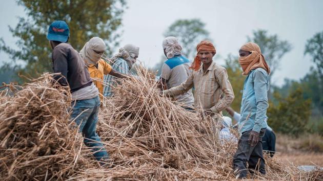 Punjab contributes 30%-35% wheat to the national kitty. (PTI photo) Punjab contributes 30%-35% wheat to the national kitty. (PTI photo)
