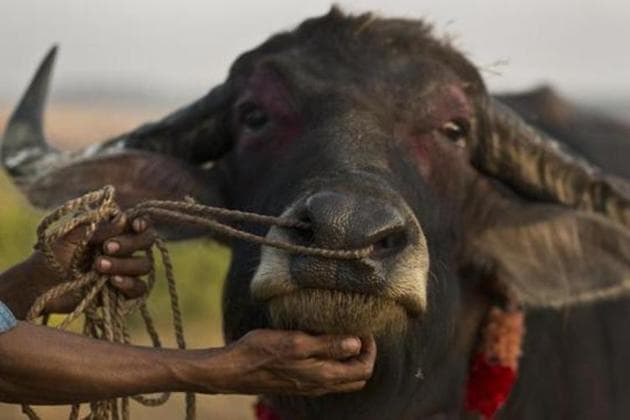 World Veterinary Day is celebrated all around the world on the last Saturday of April each year to promote animal welfare and educate the masses about the importance of the veterinary profession. (AP) World Veterinary Day is celebrated all around the world on the last Saturday of April each year to promote animal welfare and educate the masses about the importance of the veterinary profession. (AP)