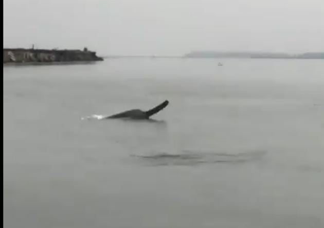 Dolphin spotted in West Bengal canal, dies due to polluted water